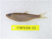 藏品(粗首鱲)的圖片